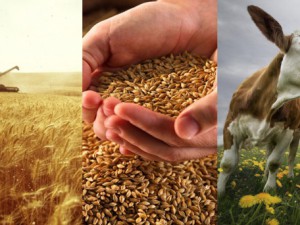 Кабмин утвердил перечень сельскохозяйственной продукции для оказания господдержки  